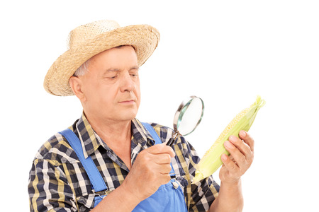 Mature farmer examining maize through a magnifier isolated on white backgroundの写真素材