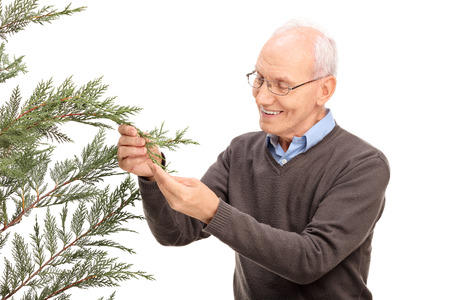 Studio shot of a cheerful senior man looking at the branches of a coniferous tree and smiling...