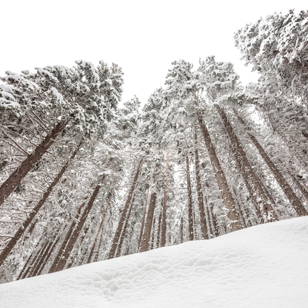 Low angle shot of snow covered pine trees in winter shot with tilt and shift lensの写真素材