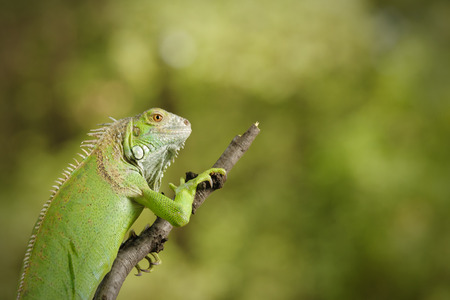 Iguana on a branchの写真素材