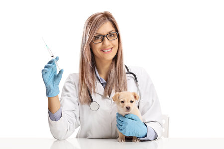 Young female vet doctor holding an injection for a little puppy and looking at the camera isolated on whiteの写真素材