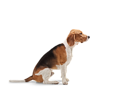 Profile shot of a beagle dog sitting isolated on white backgroundの写真素材