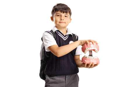 Schoolboy holding a model jaw with teeth isolated on white background