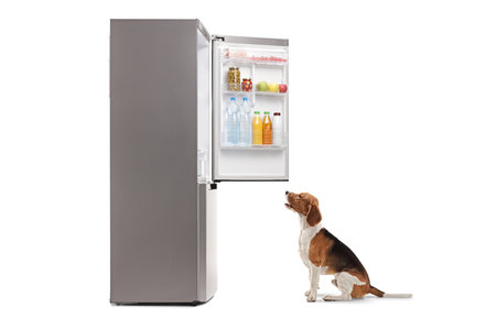 Beagle dog sitting in front of a fridge isolated on white backgroundの写真素材