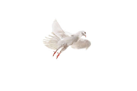 Studio shot of a white dove flying isolated on white backgroundの写真素材