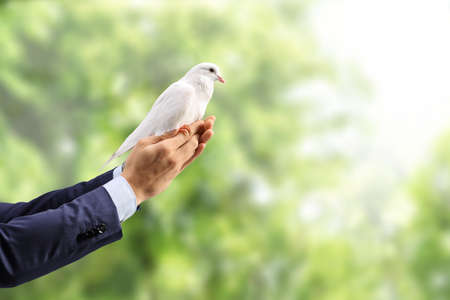 Male hands setting a white dove free in natureの写真素材