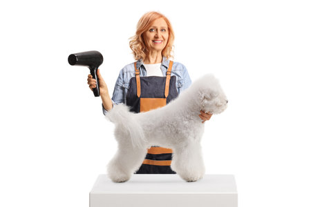 Smiling pet groomer holding a blow dryer and standing behind a white bichon frise dog isolated on white backgroundの写真素材