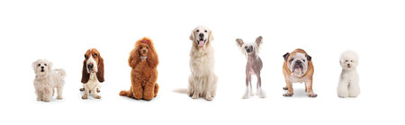 Group of different dogs posing isolated on white backgroundの写真素材