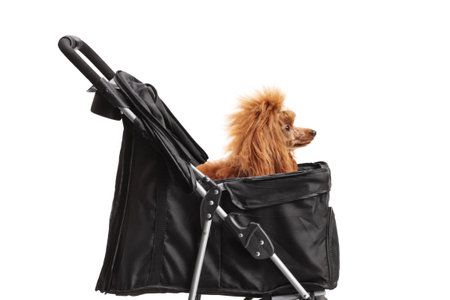 Red poodle in a dog stroller isolated on white backgroundの写真素材