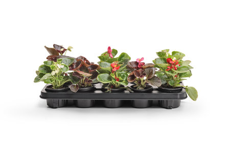 Studio shot of flower pots on a tray isolated on white backgroundの写真素材
