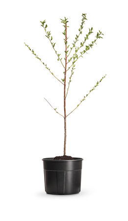 Young almond tree planted in a pot isolated on white backgroundの写真素材