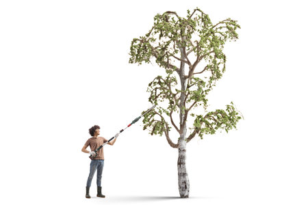 Young man cutting tree branches with a trimmer isolated on white backgroundの写真素材