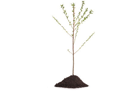 Young almond tree planted in soil isolated on white backgroundの写真素材