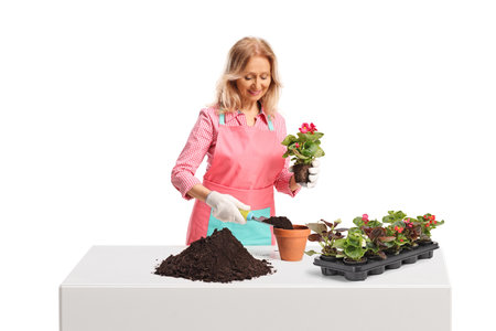 Female gardener planting flowers in a pot isolated on white backgroundの写真素材