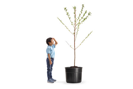 Full length profile shot of a boy looking up at a tree isolated on white backgroundの写真素材