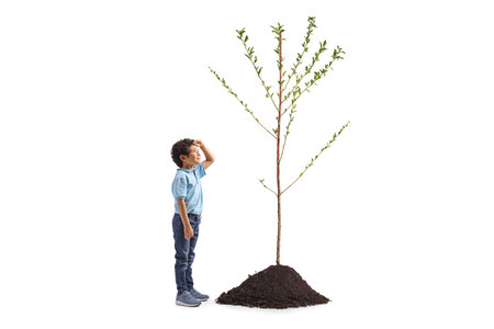 Full length profile shot of a kid looking up at a tree isolated on white backgroundの写真素材