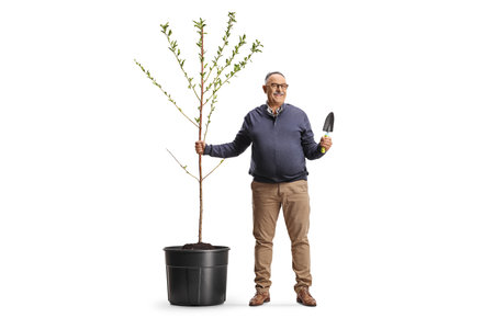 Mature man planting a tree and holding a spade isolated on white backgroundの写真素材
