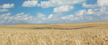 Wheat field on a hot summer day, white clouds in the sky