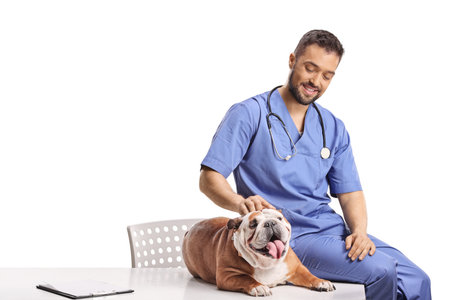 Doctor veterinarian sitting on a desk with an english bulldog isolated on white backgroundの写真素材