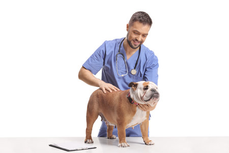Vet doctor checking a bulldog isolated on white backgroundの写真素材