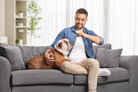 Man giving a snack to a bulldog and sitting on a sofaの写真素材