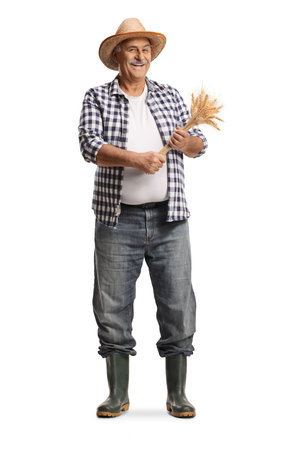 Happy mature farmer standing and holding stalks of ripe wheat isolated on white backgroundの写真素材