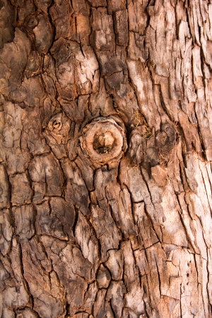 tree bark 