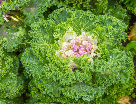 Attractive decorative cabbage, autumn ornamentの写真素材