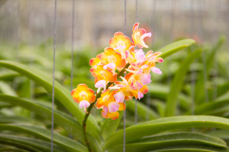 Beautiful yellow orchid flower.の写真素材