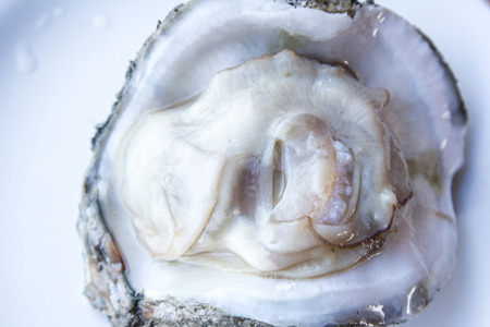 fresh raw oyster on a white plate.の写真素材