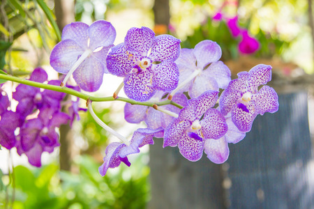 beautiful pink orchid flower with green backgroundの写真素材