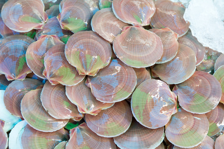 Fresh scallops on the ice at the market.の写真素材