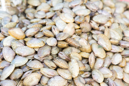 Fresh raw Surf clam background,Surf clam, Short necked clam, Carpet clam, Venus shell, Baby clam,...