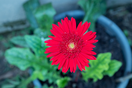 Bright red Jaguar Scarlet Gerbera daisy.