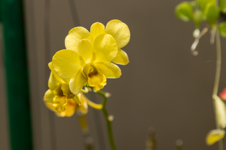 The beautiful yellow vanda orchid flowers.の写真素材