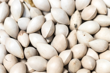 Heaps of fresh ginkgo nuts with shell.の写真素材