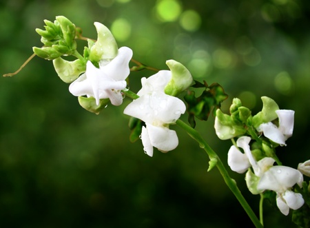 image of beans flowerの写真素材