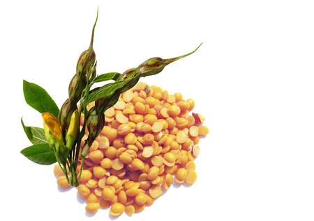 Image of tropical split green pea Cajanus cajan also called toor daal along with the raw peaの写真素材