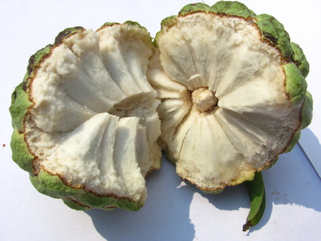 Annona squamosa (also called sugar-pineapple or sweetsop) custard-pineappleの写真素材