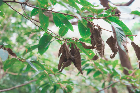 A little yellow in greenの写真素材