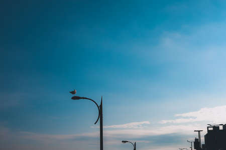 The lonely bird is waiting for his companion to return