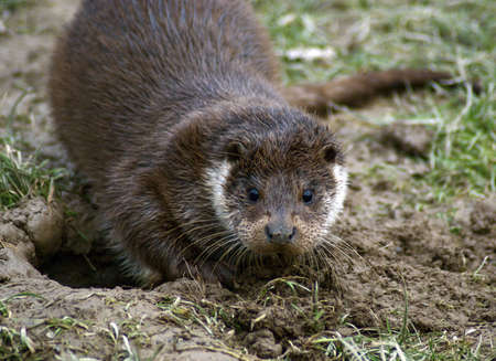 A curious European Otter