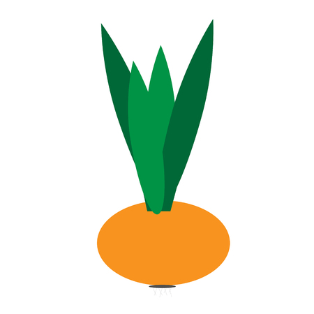 onion flat illustration on whiteのイラスト素材
