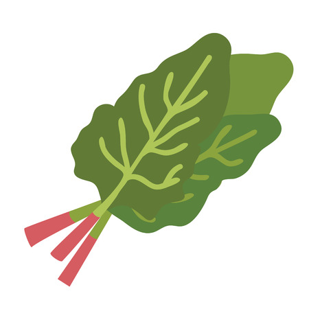 Sorrel flat illustration on white. Home kitchen and food object series.のイラスト素材