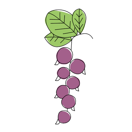 Grapes hand drawn illustration isolated on backgroundのイラスト素材