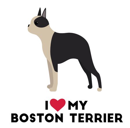 I love my boston terrier , illustration on white backgroundのイラスト素材