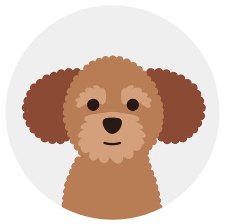 dwarf poodle , illustration on white background flat styleのイラスト素材