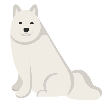samoyede , illustration on white background flat styleのイラスト素材