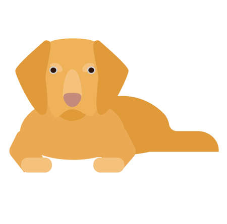 golden retriever , illustration on white background flat styleのイラスト素材