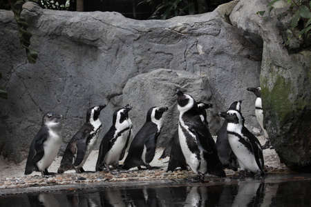 Penguinの写真素材